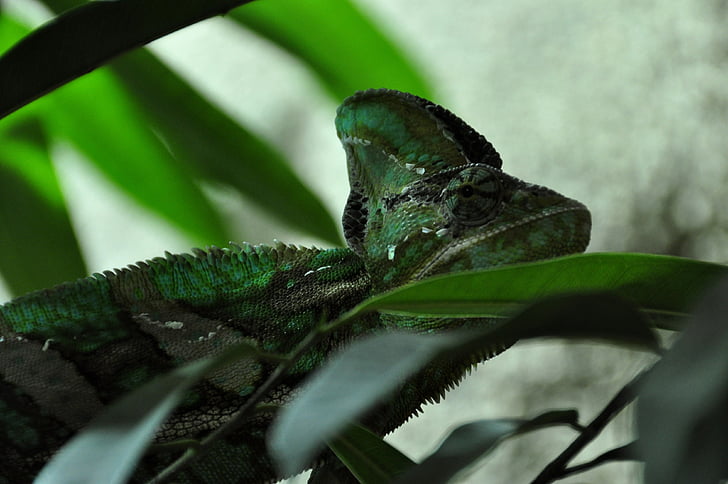 chameleon, reptile, animal, green, head, eye, close