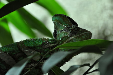 Camaleón, reptil, animal, verde, cabeza, ojo, cerrar