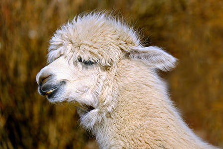 alpaca, animal, creature, wool, fluffy, alpaca wool, fur