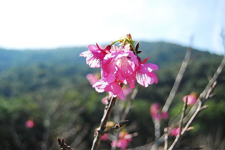 flower, cherry, beautiful, nature, green, flowers