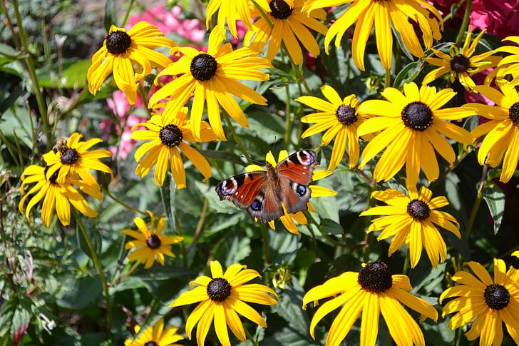 tauriņš, vasaras, puķe, Peacock butterfly, dārza