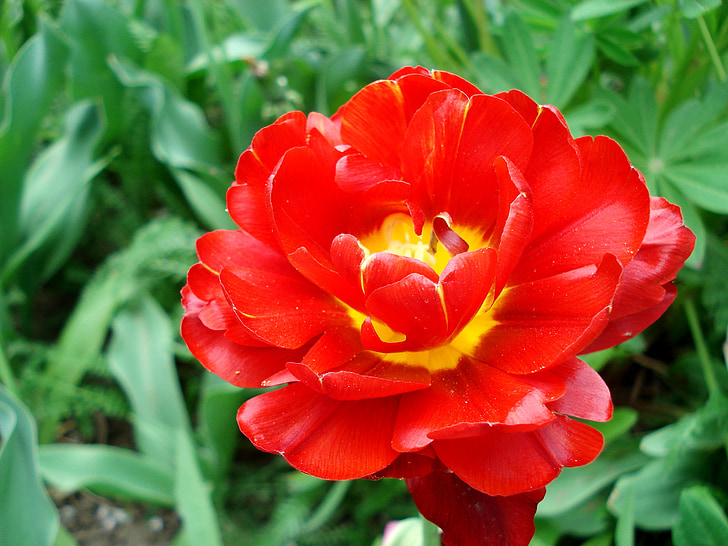 Lala, proljeće, cvijeće, cvatu, Crveni tulipan, Crveni cvijet, tulipani