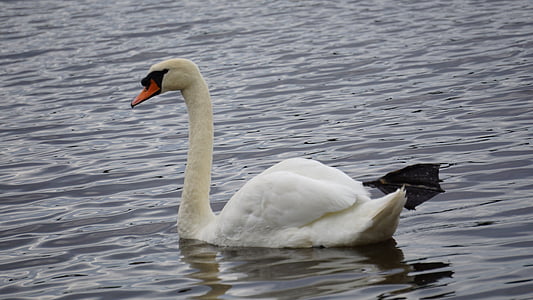 Swan, vatten, svanar, vit, fågel