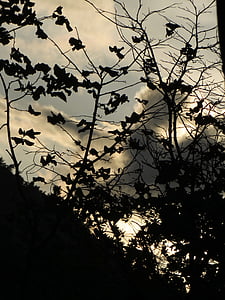 φύλλα, πίσω φως, σύννεφα, σκούρο, το βράδυ, υποκατάστημα, το φθινόπωρο