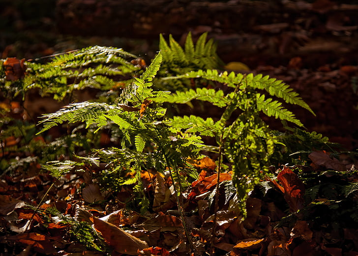 fern, forest, plant, green, nature, leaves, trees