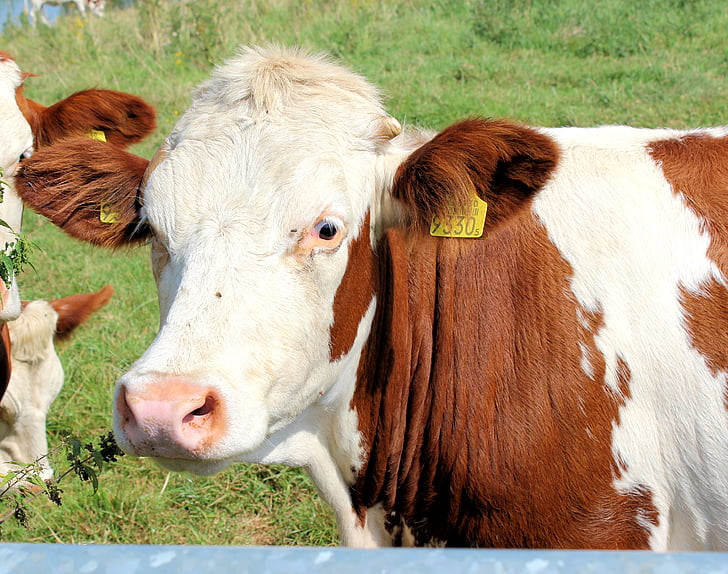 αγελάδα, Roan, βοοειδή, Ολλανδία
