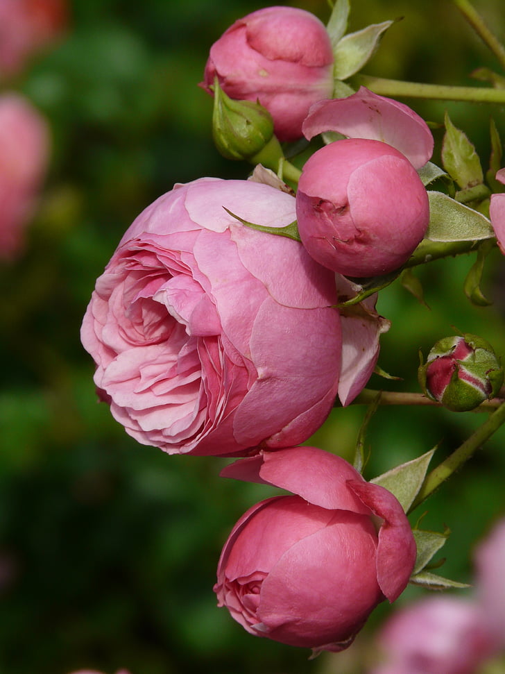 levantou-se, -de-rosa, flor rosa, botão de rosa, broto, rosas, floribunda