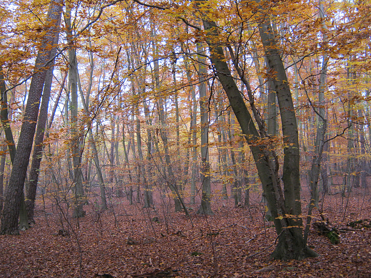 bokskog, gyllene, november, hösten, sent på hösten, soligt, lämnar