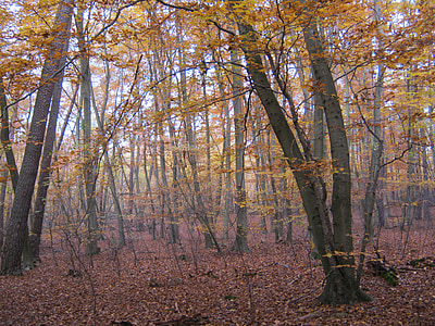 bukové dřevo, zlatý, listopadu, podzim, pozdní podzim, slunečno, listy