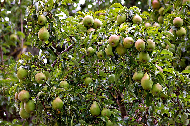 pears, pear, harvest, pome fruit, fruit, autumn, red
