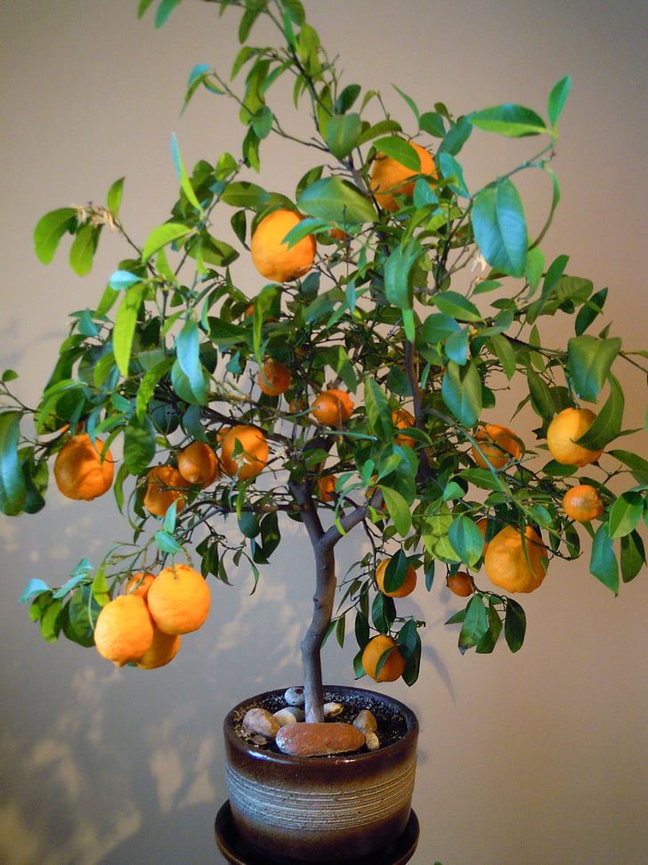naranjas, árbol, maceta