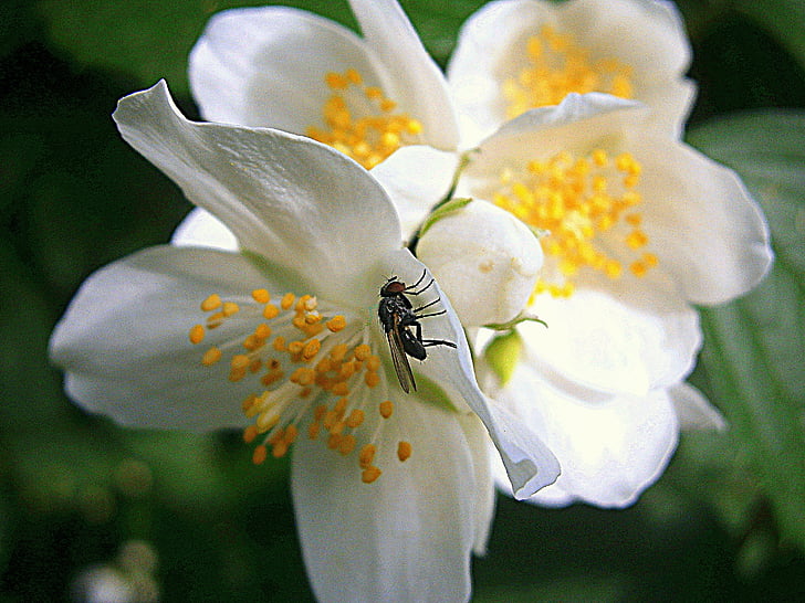 fly, summer jasmine, bauer jasmin, mock orange, jasmin, house fly, housefly