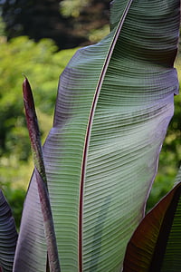 Leaf, struktūra, augu, zaļa, Palm, palmu lapu, gaiši zaļa