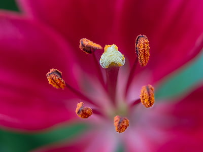 Lily, màu đỏ, vĩ mô, đóng, nhụy hoa, nở rộ, Hoa
