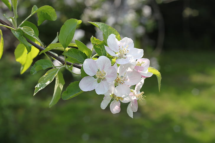 Jablko, Apple tree květiny, květiny