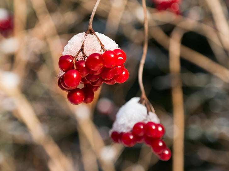 bær, rød, Vinter, snø, hette, vanlige snøball, Viburnum opulus