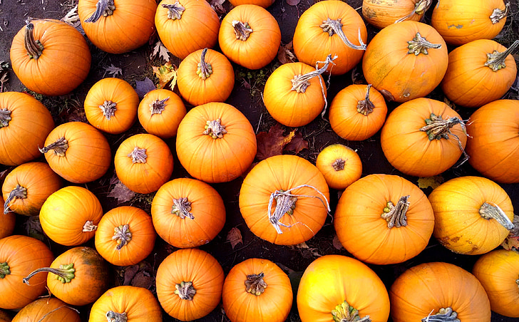 pumpkins, orange, harvest, farm, halloween, autumn, celebration