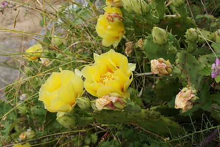 Croàcia, cactus, flors