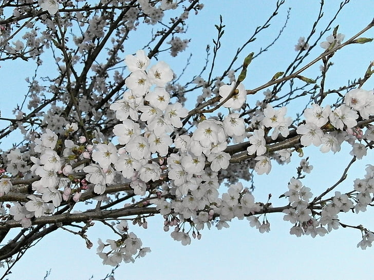 κεράσι, Κερασιά, άνθη κερασιάς, ανθισμένη Κερασιά, Ανοιξιάτικα λουλούδια, Ιαπωνία λουλούδι, άνοιξη
