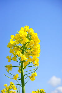 flores de violación, Inflorescencia, violación de semilla oleaginosa, amarillo, flores, planta, naturaleza
