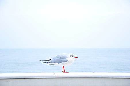 gull, standing, white, railing, daytime, sky, blue