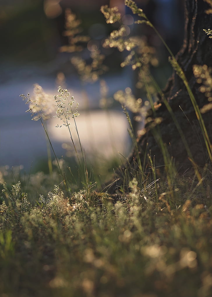 nature, grass, spring, bokeh, plant, selective focus, no people