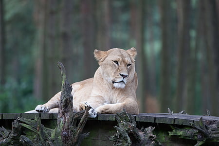 fêmeas de leão, Leão, animal
