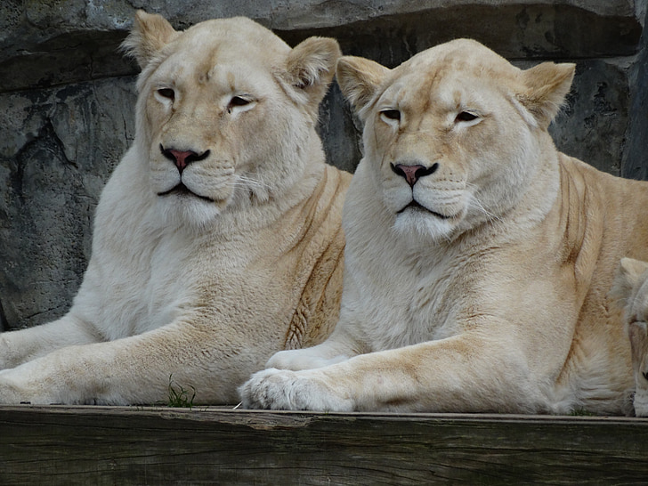 Zoo di, Lions, insieme