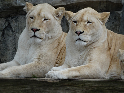 Zoo, Lionien, yhdessä