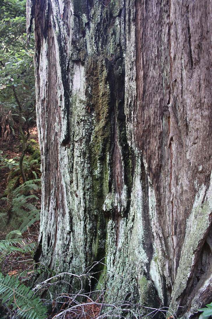 Muir woods, pădure, copac, scoarţă de copac, portbagaj, Parcul, Muir