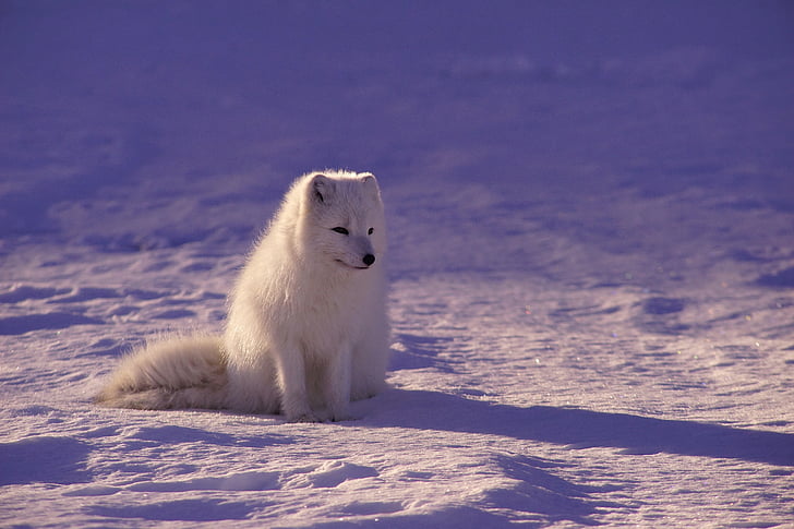 arctic wolf, fur, mammal, outdoors, shadow, snow, white