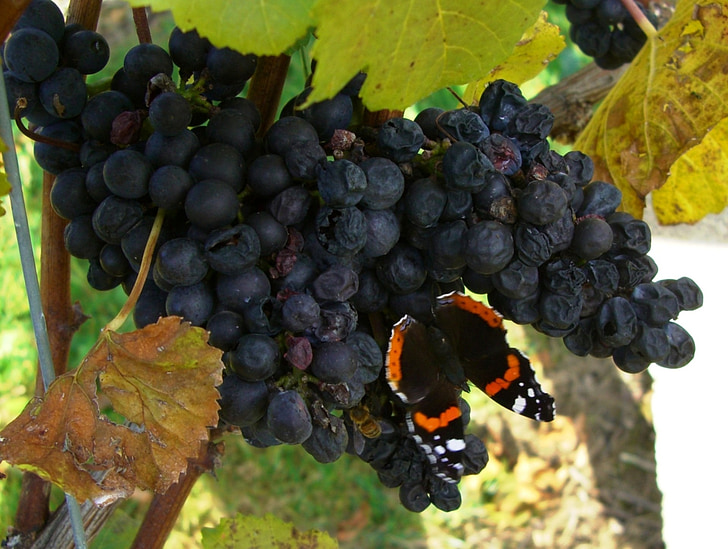 grapes, autumn, vine, butterfly, admiral