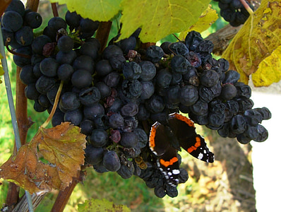 druiven, herfst, wijnstok, vlinder, admiraal