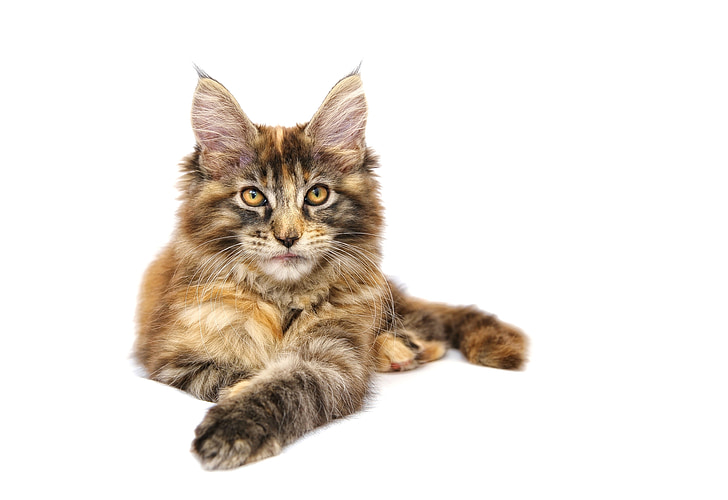 cat, animal, pet, maine coon, mainecoon, domestic Cat, pets