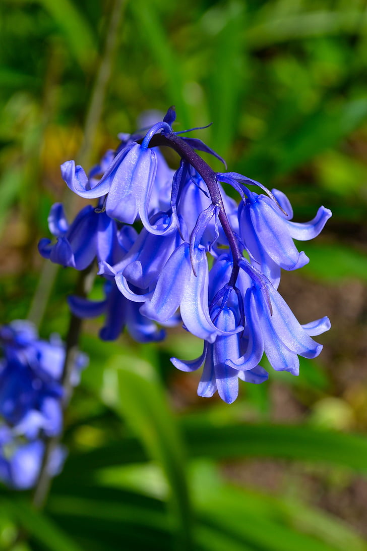 Bluebell, blåklockor, blommor, säsong, härlig, Vacker, blå