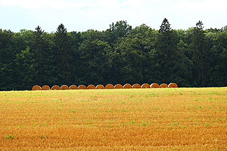 straw bales, straw, field, harvest, landscape, summer, stubble