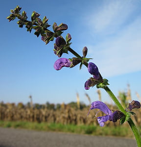 Salvia pratensis, eng clary, eng salvie, wildflower, Flora, botanikk, anlegget