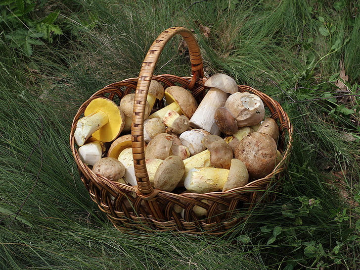 mushrooms, basket, porcini, summer cep, iodine bolete, fungus, food