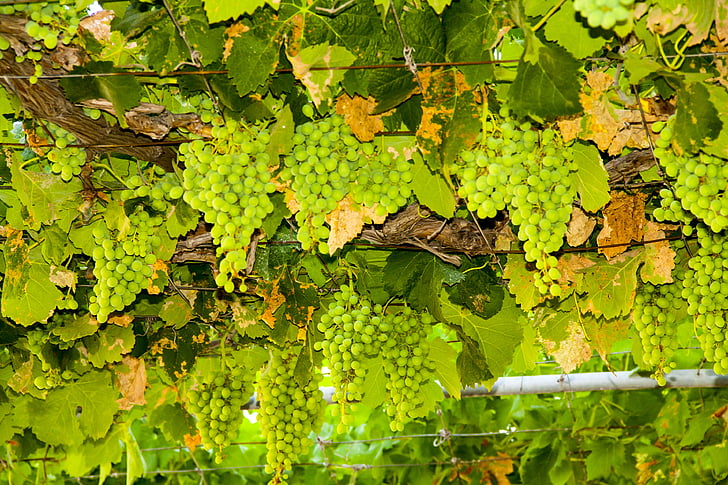 wine, grapes, green, winegrowing, green grapes