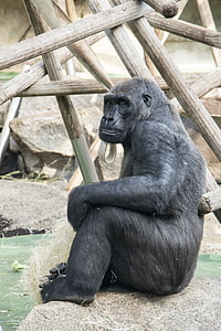 gorilla, sitting, animal, nature, zoo, ape, mammal
