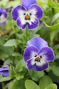 pansy, flower, nature, blue, violet, bloom, flora