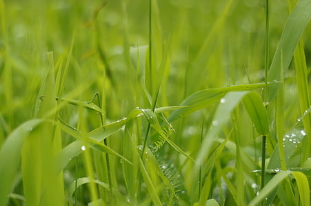 herba, gota d'aigua, verd, degoteig, natura, bri d'herba, Prat