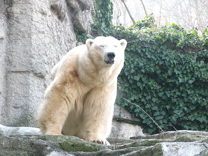 oso polar, oso de, mundo animal, dulce, osos, Parque zoológico, resto