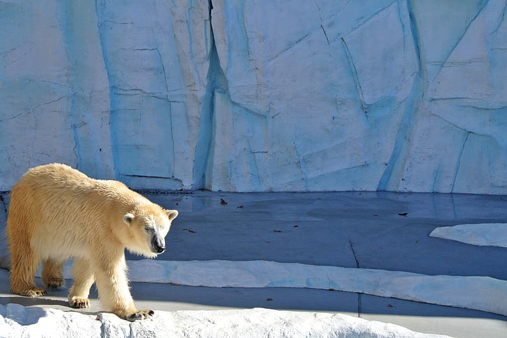 Polar bear, lācis, zooloģiskais dārzs, Arktika, plēsoņa, plēsēju, apdraudētas
