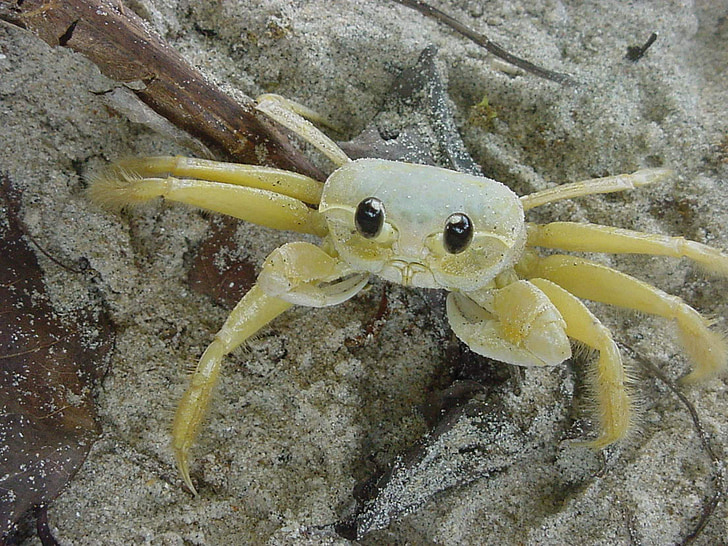 krabba, Brasilien, ön, stranden, vit, liten, havslevande djur