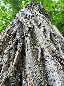 tree, konar, texture, forest, trunk, nature, the bark