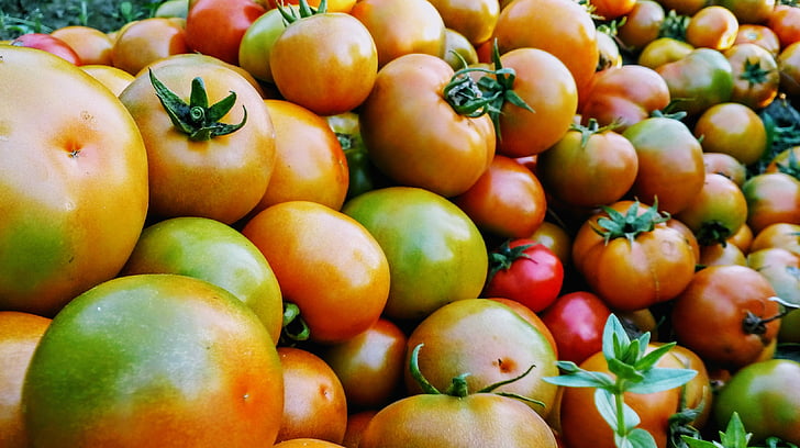 tomate, fruits, fruits de couleur