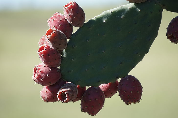fløyelsaktig treet pære, opuntia tomentosa, kaktus, frukt, natur, mat, piggete pære kaktus
