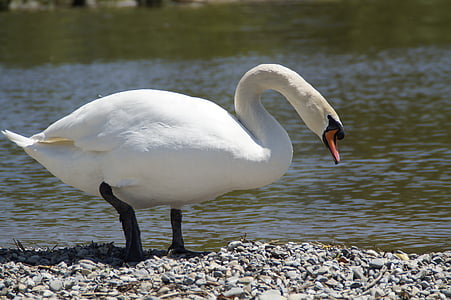 Swan, vit, Bank, fågel, vatten, vatten fågel, djur