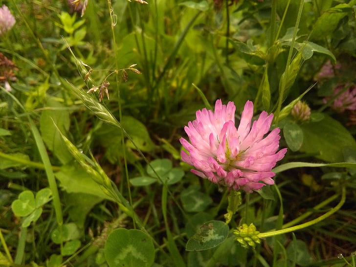 pink, clover, green, grass, nature, photography, small